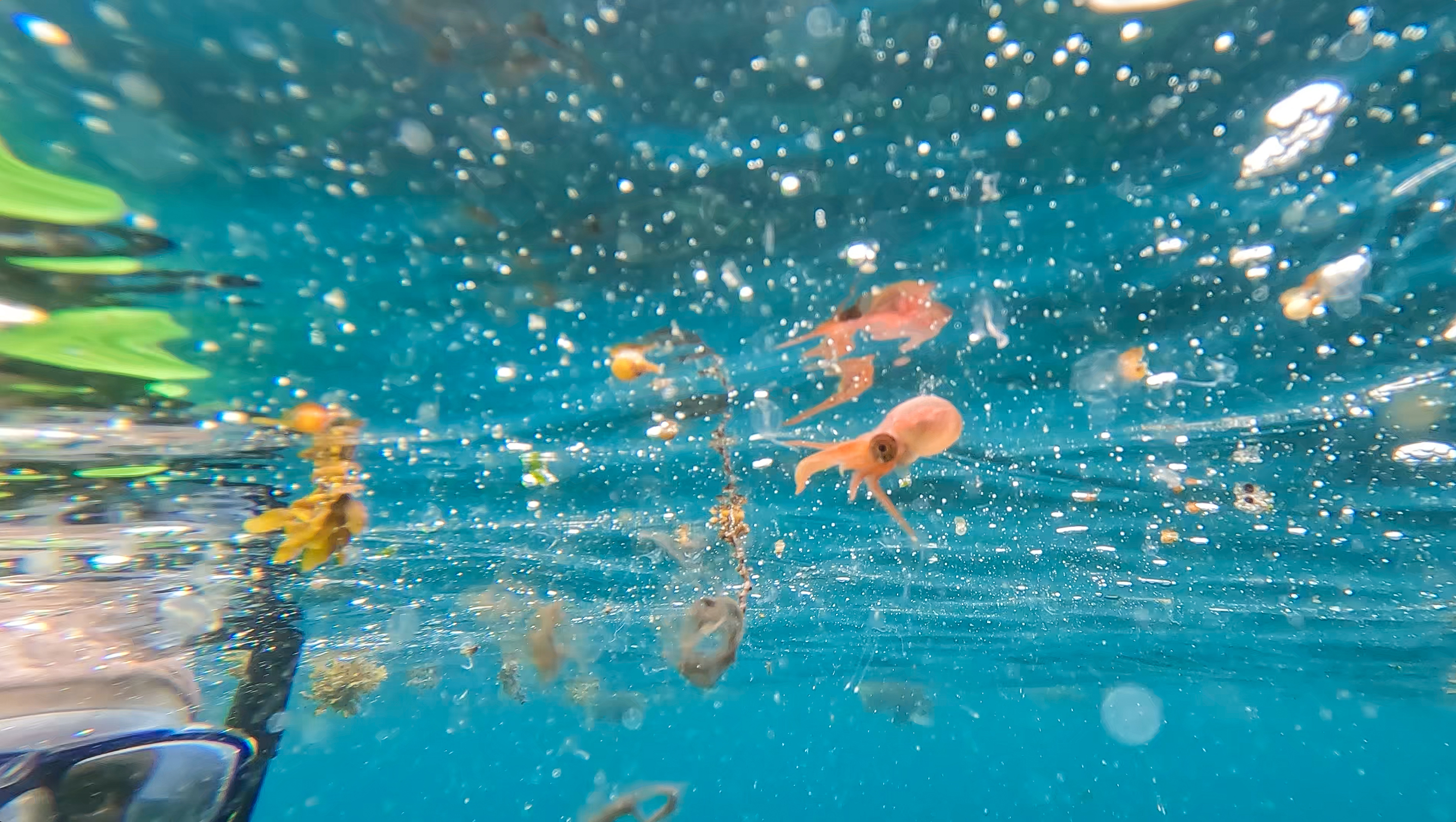 A tiny octopus caused a stir when we were snorkeling. Our naturalist said he hadn&#039;t seen one of these in the Galápagos before.